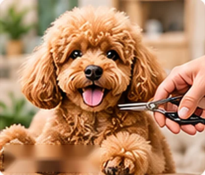 Pies po strzyżeniu w salonie SPA PSA Pies po strzyżeniu w salonie SPA PSA