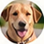 Tomek i Max — Labrador